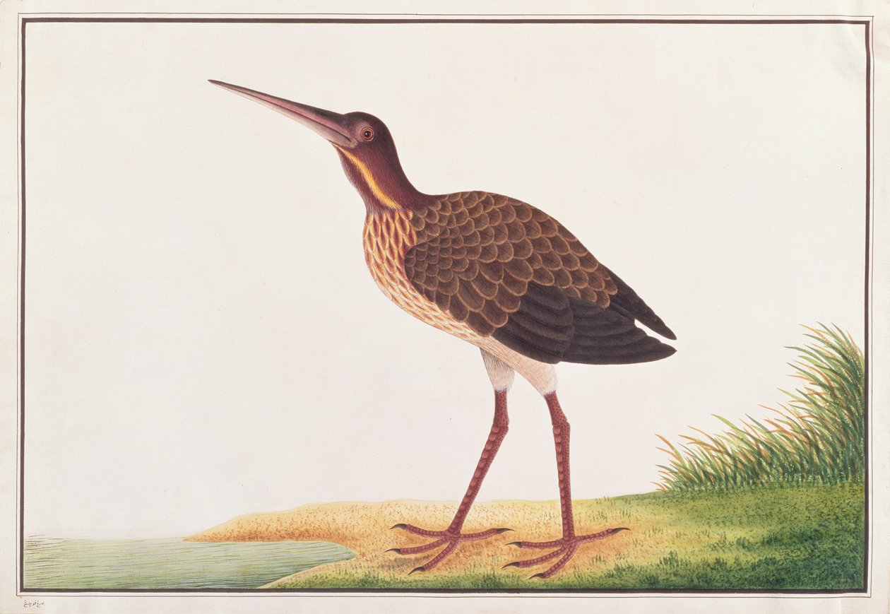 Kara Bittern, Malacca