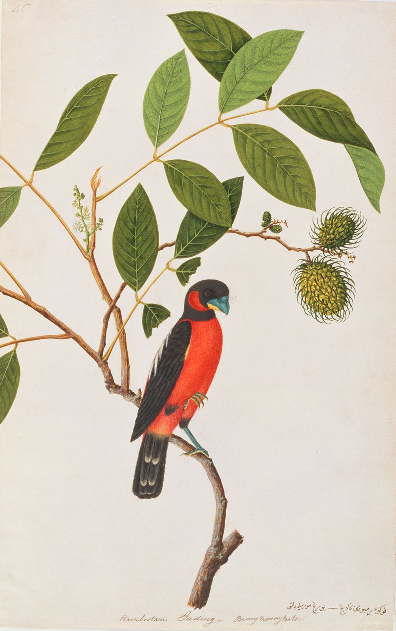 Siyah-kırmızı Broadbill, Malacca