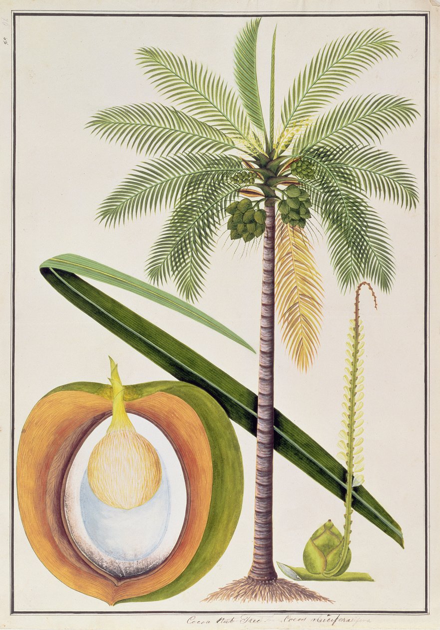 Kakaolu Fındık Ağacı, Malacca Bitkilerinin Çizimlerinden, c.1805-18 (kağıt üzerinde wc) by Chinese School