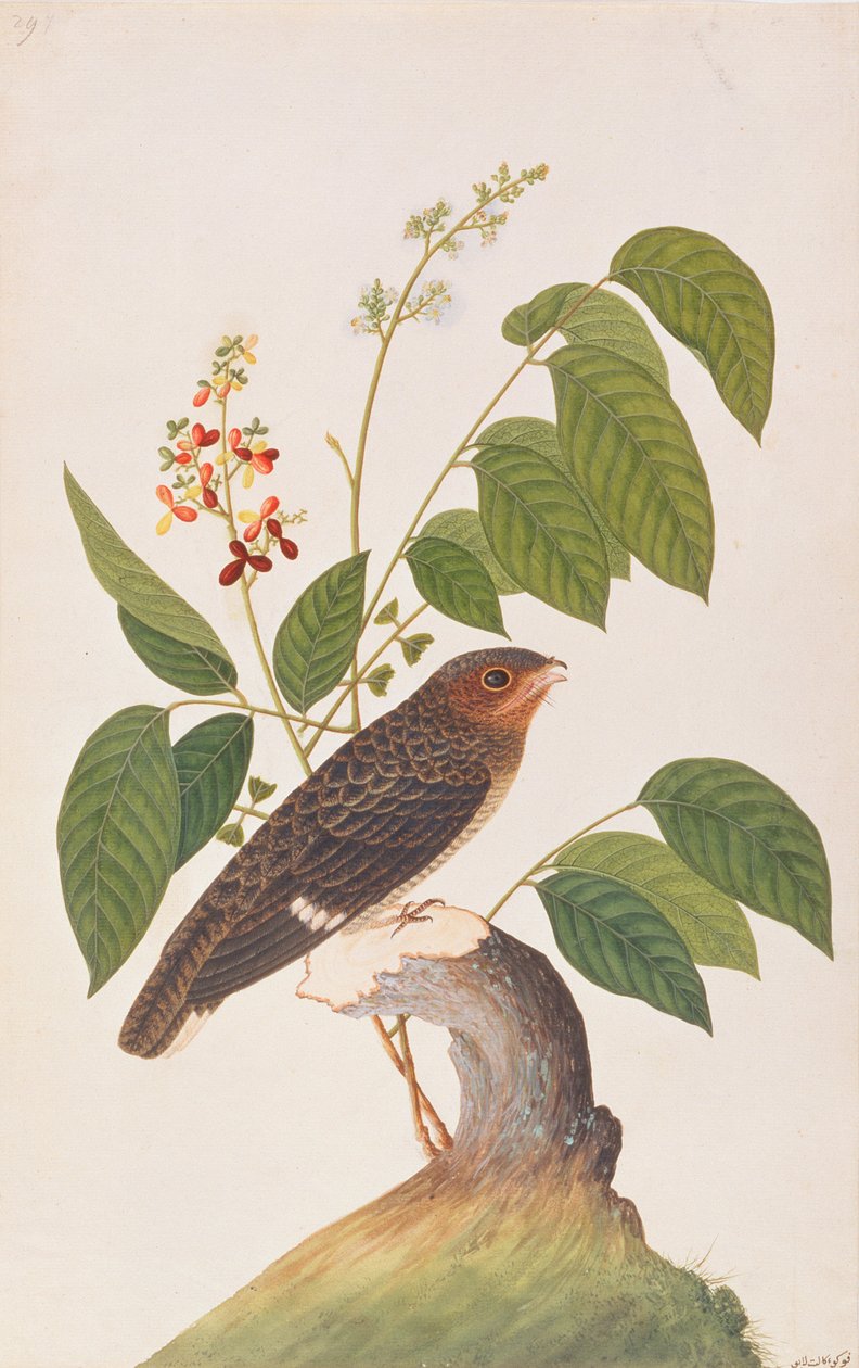 Dusky Broadbill, Malacca
