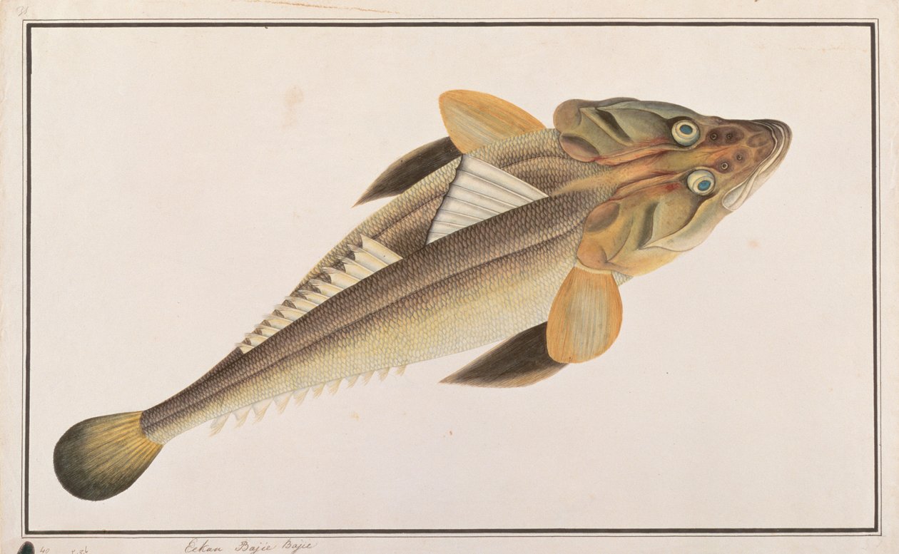 Flathead, Malacca