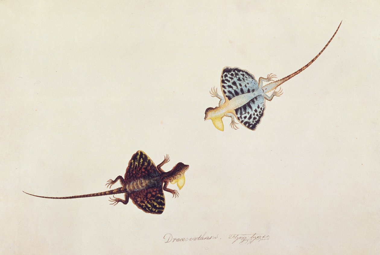 Uçan Kertenkele, Draco volans, Sumpah Sumpah, Malacca
