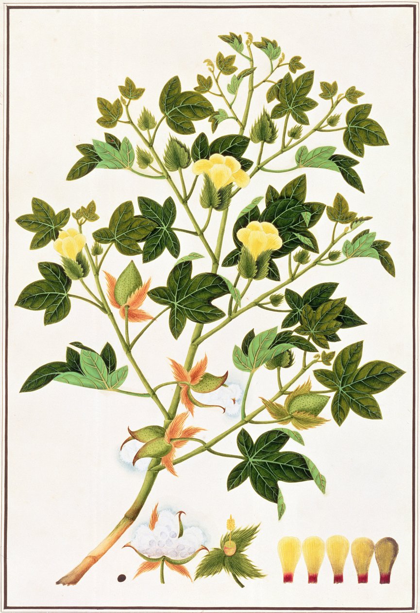 Gopypium Arboreum veya Pamuk Fabrikası, c.1805-18 (kağıt üzerine wc) by Chinese School