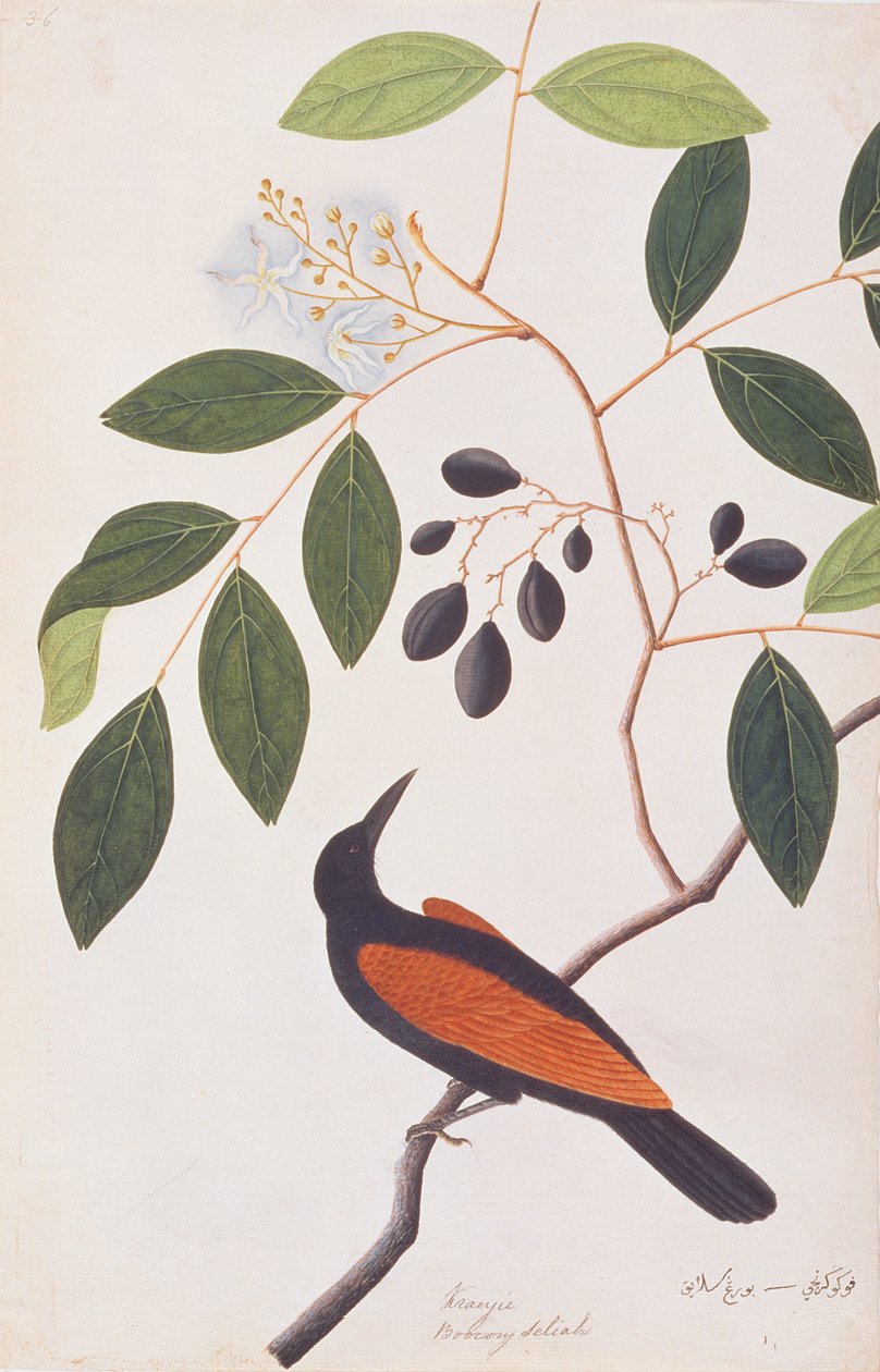 Greater Coucal, Malacca