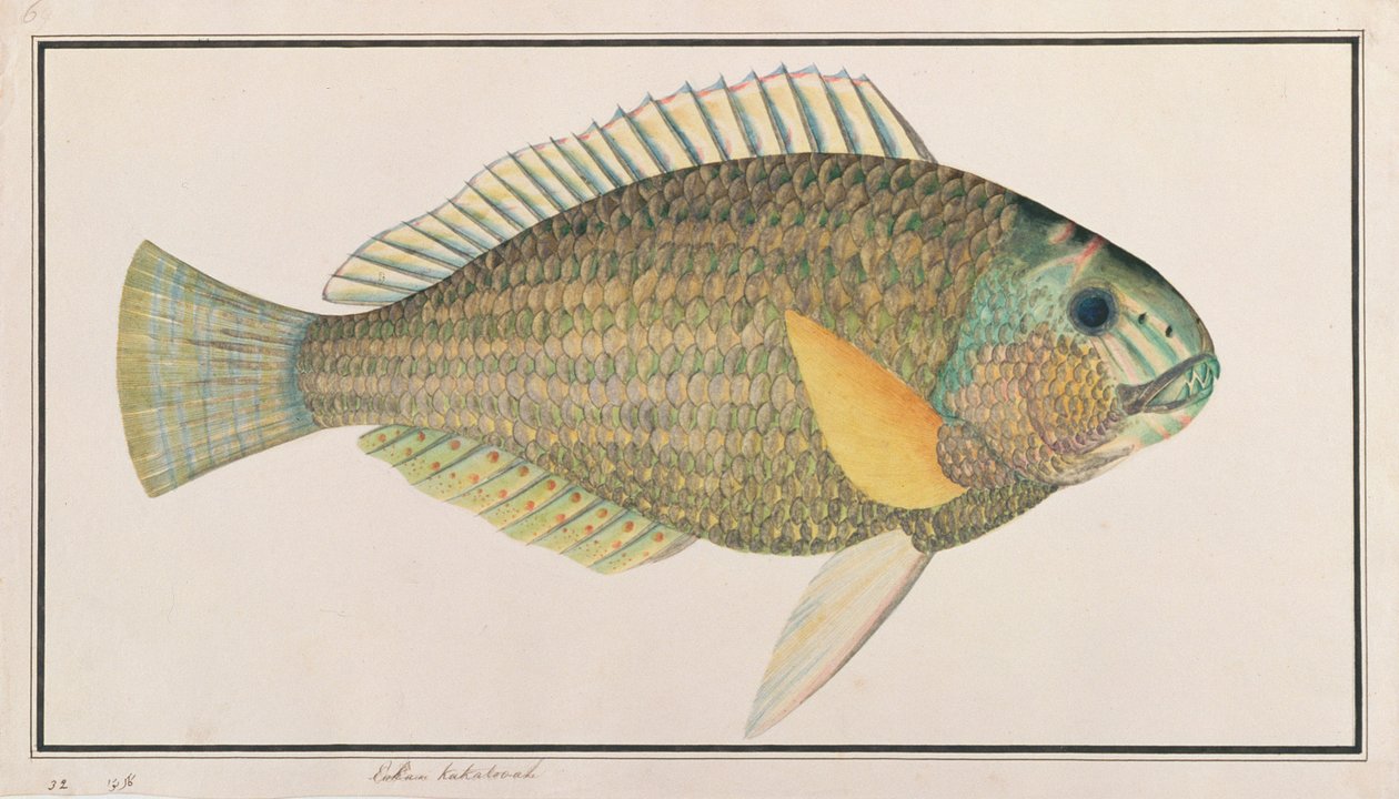 Green Wrasse, Malacca