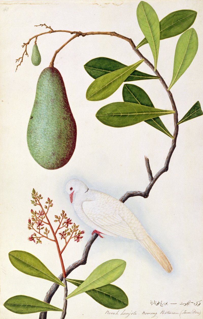 Java Dove veya Boorah Poutaran, Malacca