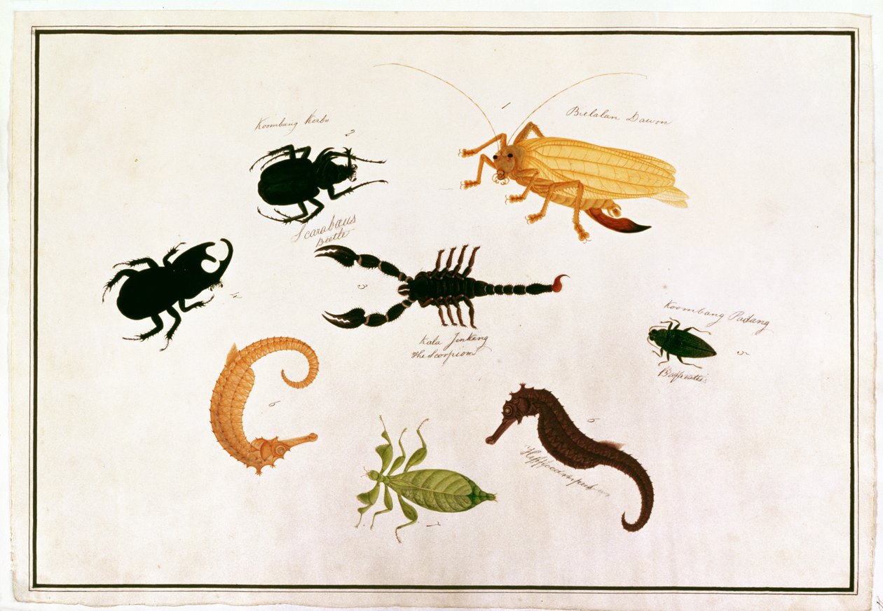 Koombang Kerbo, Bielalan Dawon, Kala Jinking, Koombang Padang, Hippocampus, Drawings of Animals, Insects and Reptiles from Malacca, c.1805-18 (kağıt üzerinde wc ve guaj) by Chinese School