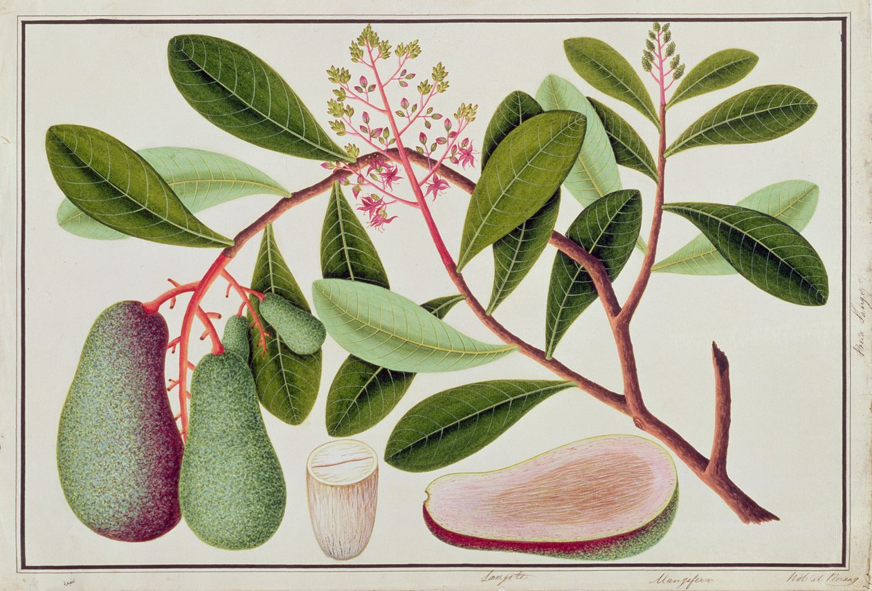 Langote veya Mangifera, Malacca
