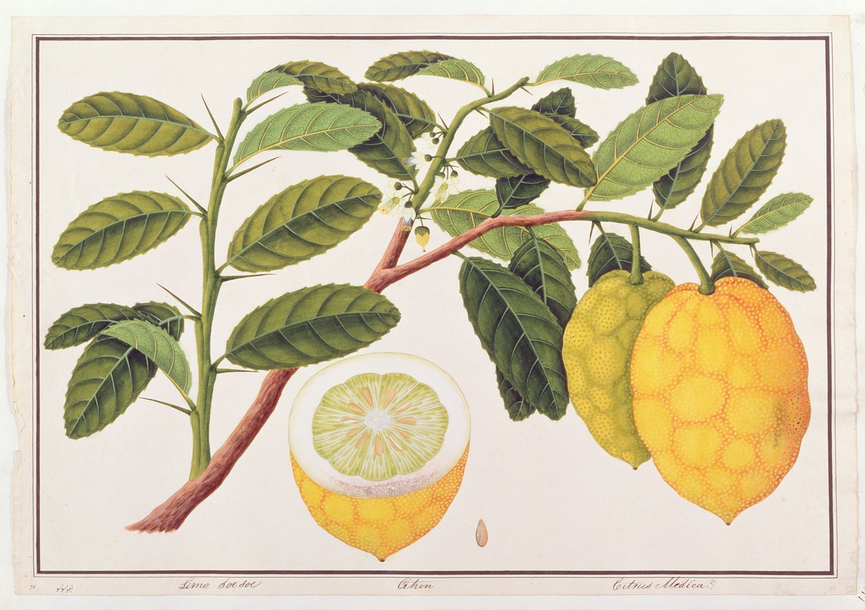 Limuzin Soe Soe, Strong veya Citrus Medica, Malacca