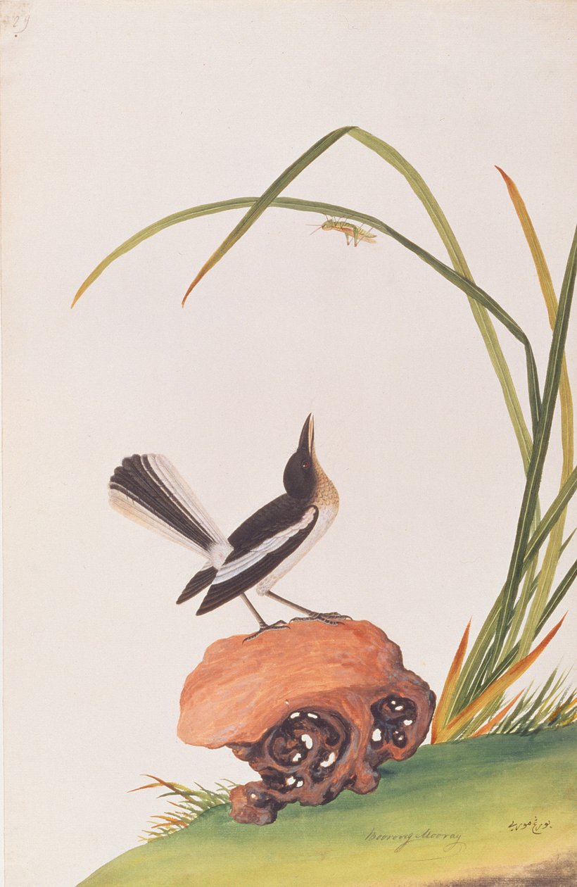 Saksağan Robin, Malacca