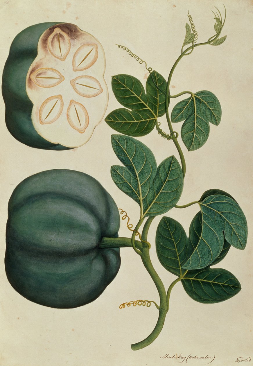Mendickay veya Karpuz, Malacca Bitkilerinin Çizimlerinden, c.1805-18 (kağıt üzerinde wc) by Chinese School