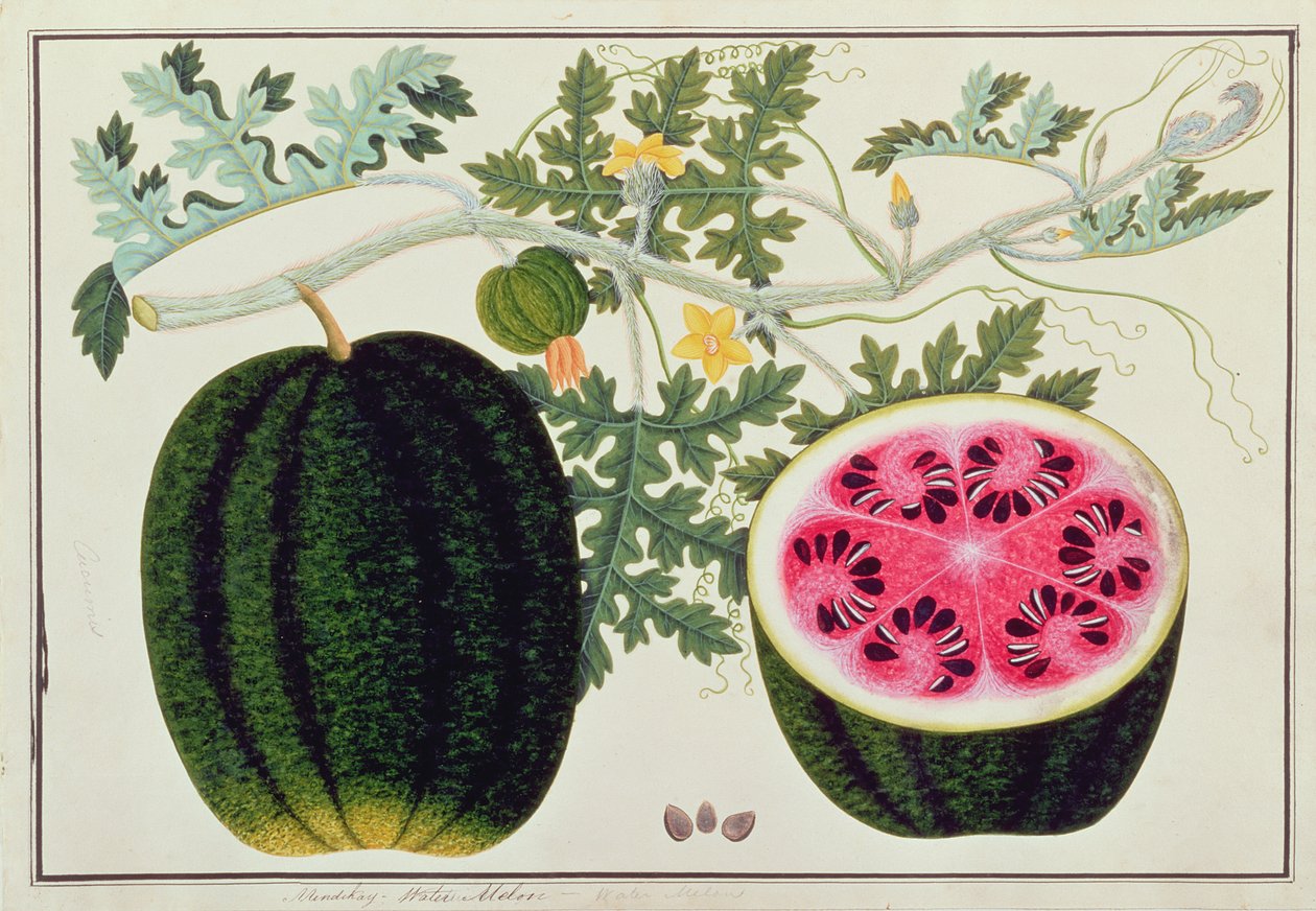 Mindikay veya Karpuz, Malacca Bitkileri Çizimlerinden, c.1805-18 (kağıt üzerinde wc) by Chinese School