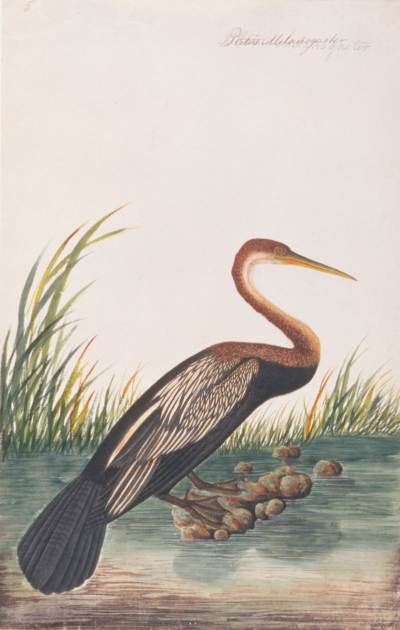 Oriental Darter, Malacca