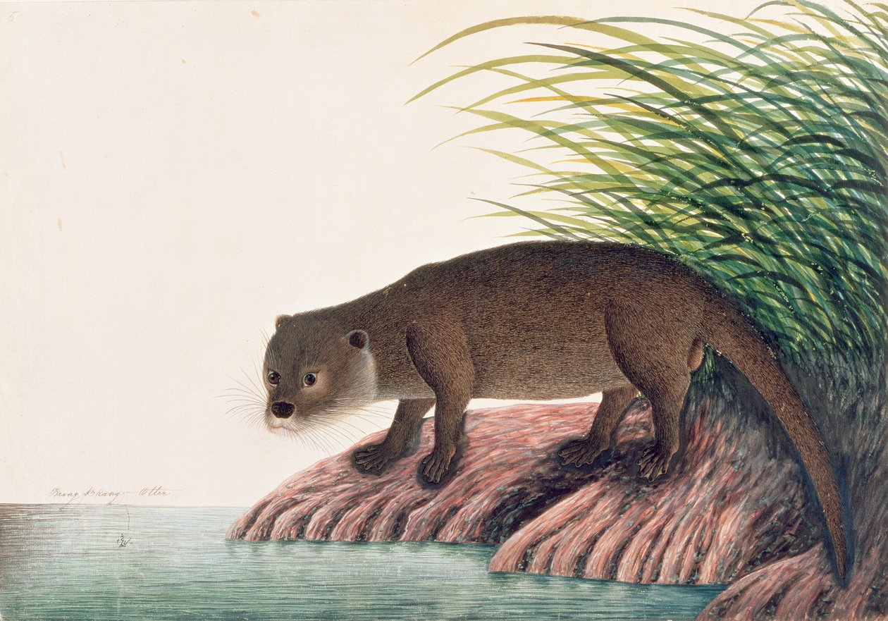 Otter, Brang-Brang, Malacca