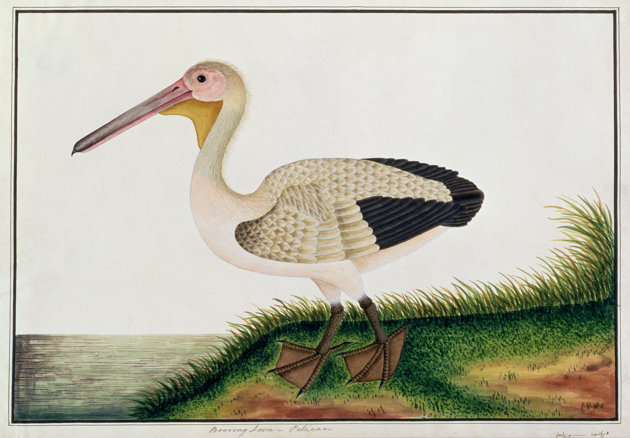 Pelikan, Boorong Java, Malacca