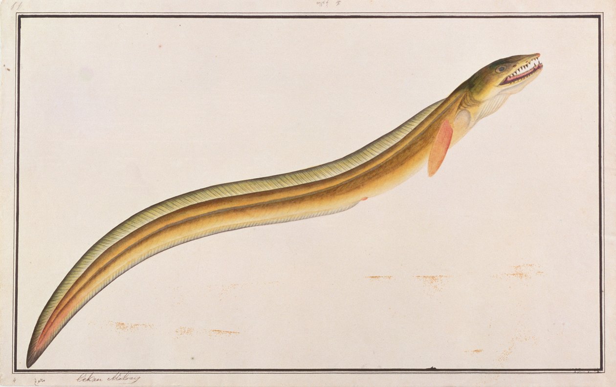 Pike Conger, Malacca