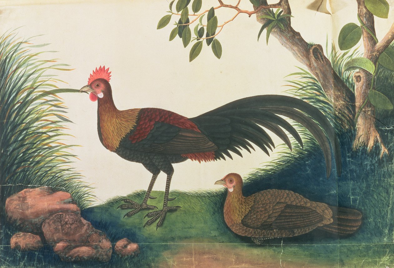 Kümes Hayvanları, Malacca