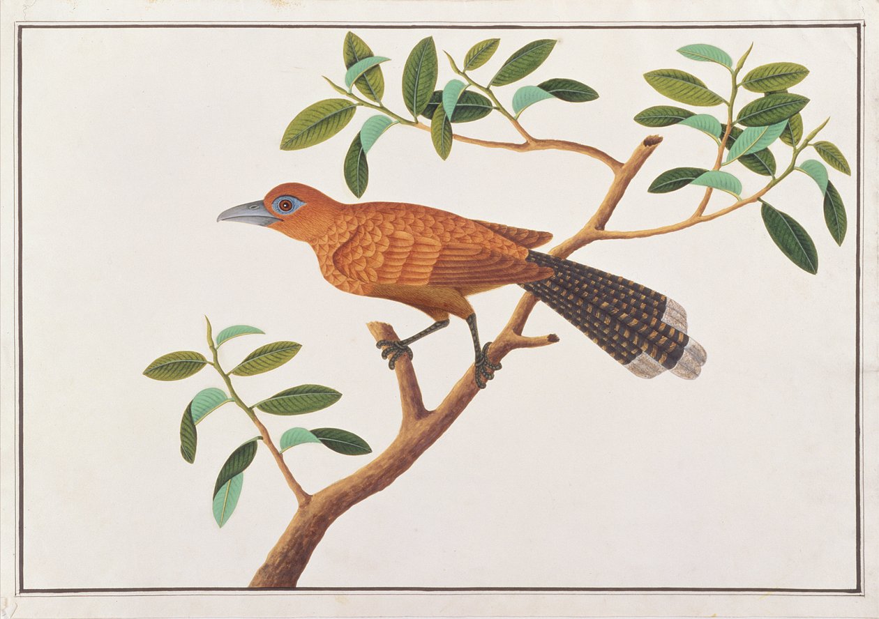 Raffles Malkoha, Malacca