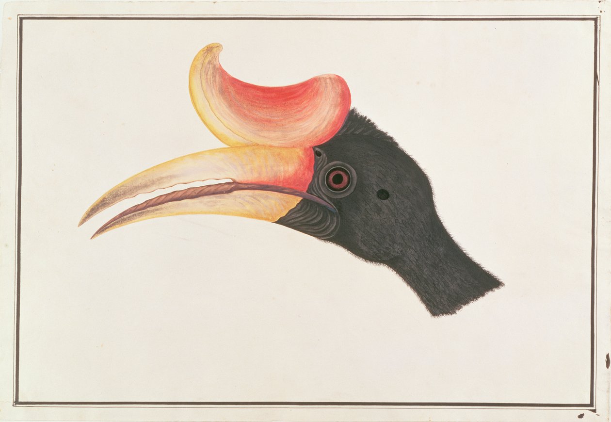 Gergedan Hornbill, Malacca