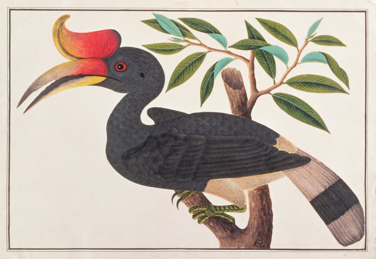 Gergedan Hornbill, Malacca