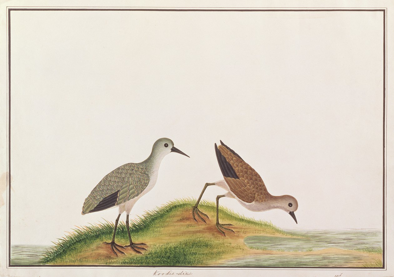Sandpiper, Malacca