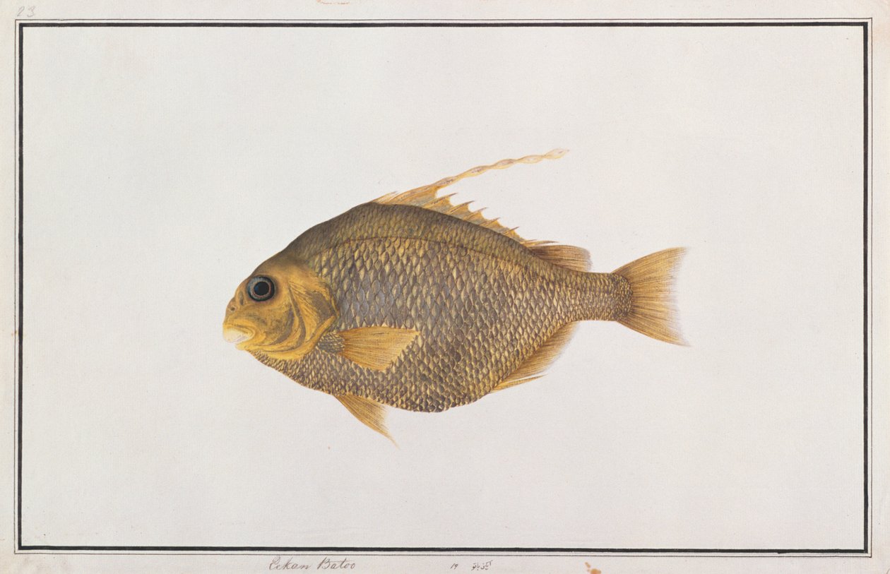 Spadefish, Malacca