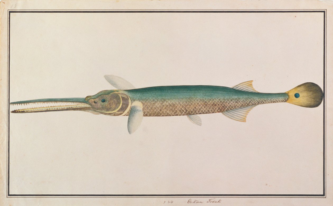 Spottail Needlefish, Malacca