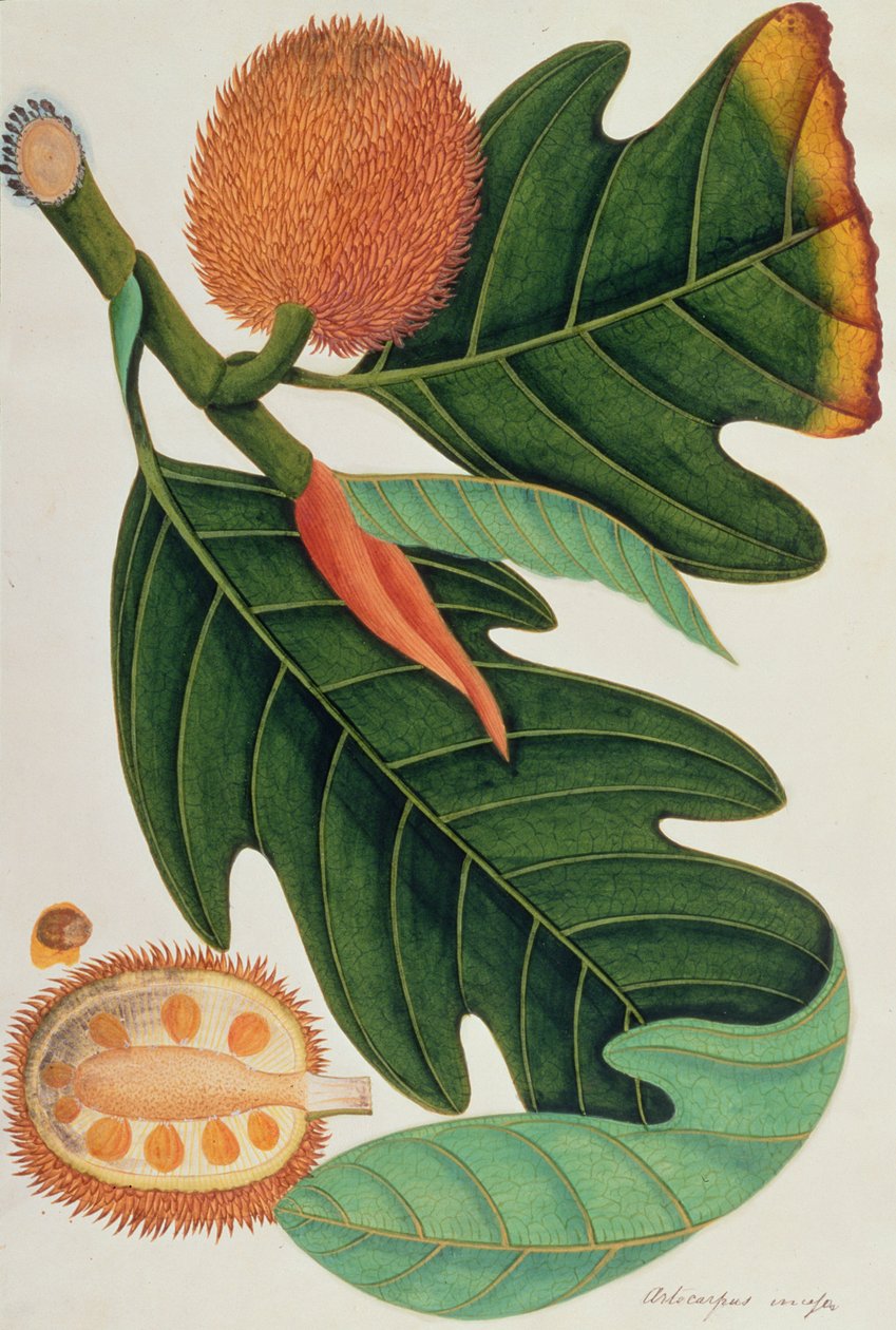 Trab veya Artocarpus, Malacca