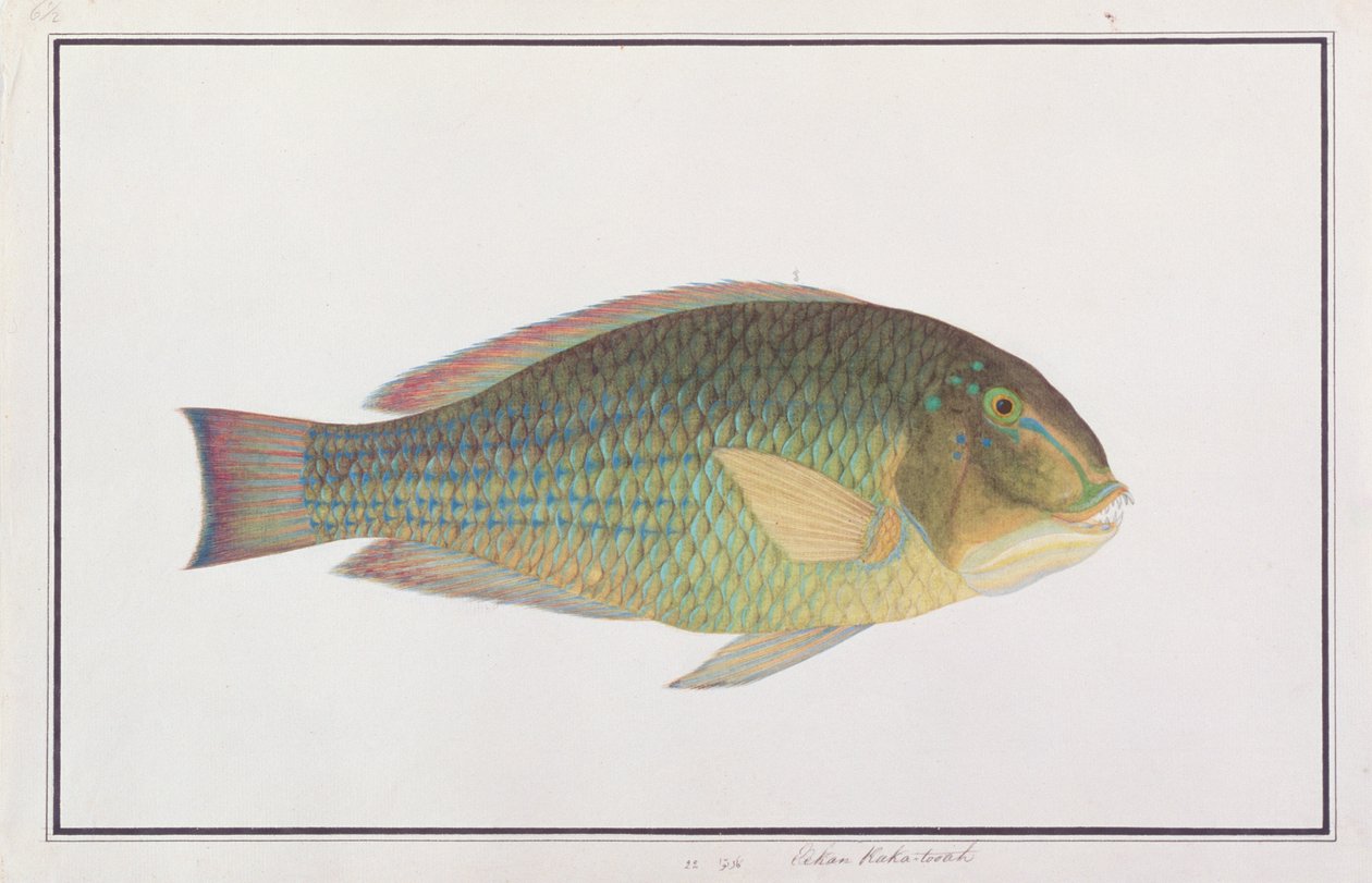 Tuskfish, Malacca