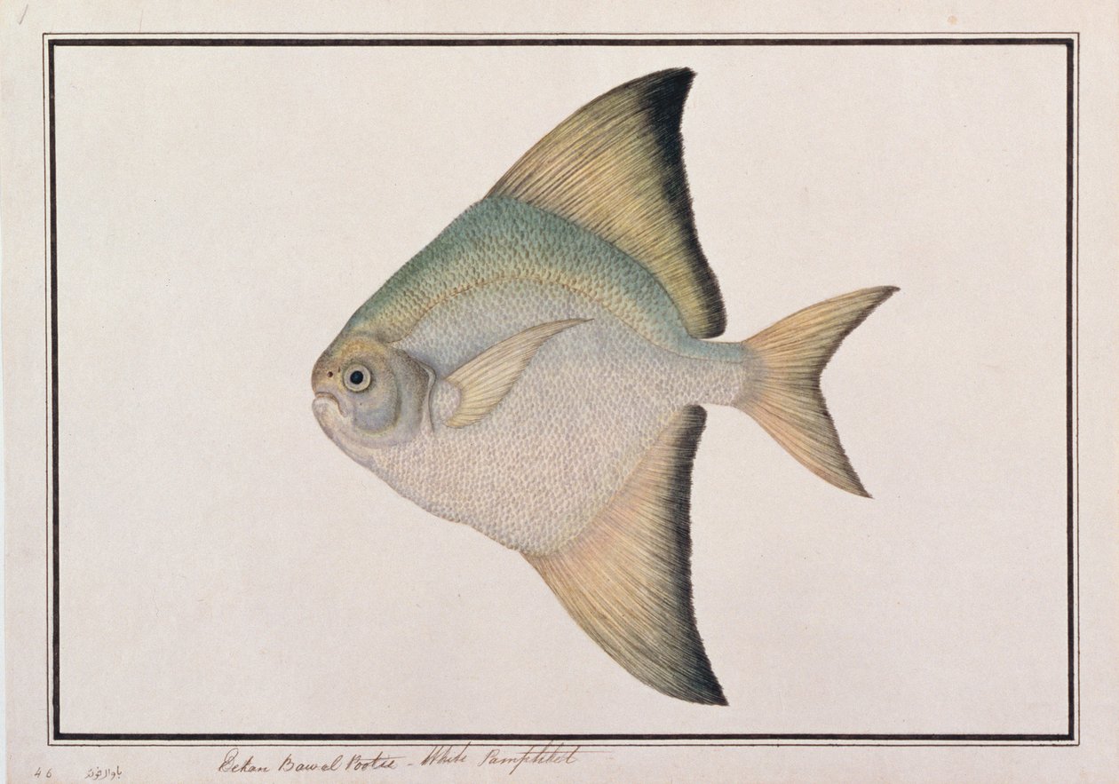 Beyaz Pomfret, Malacca