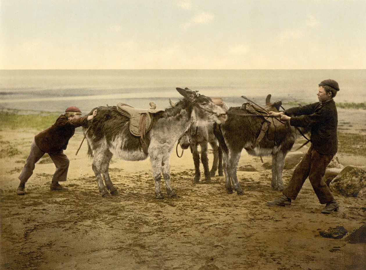Sahilde eşekler, bar. c.1890 - 1900 (krolitograf) by English Photographer
