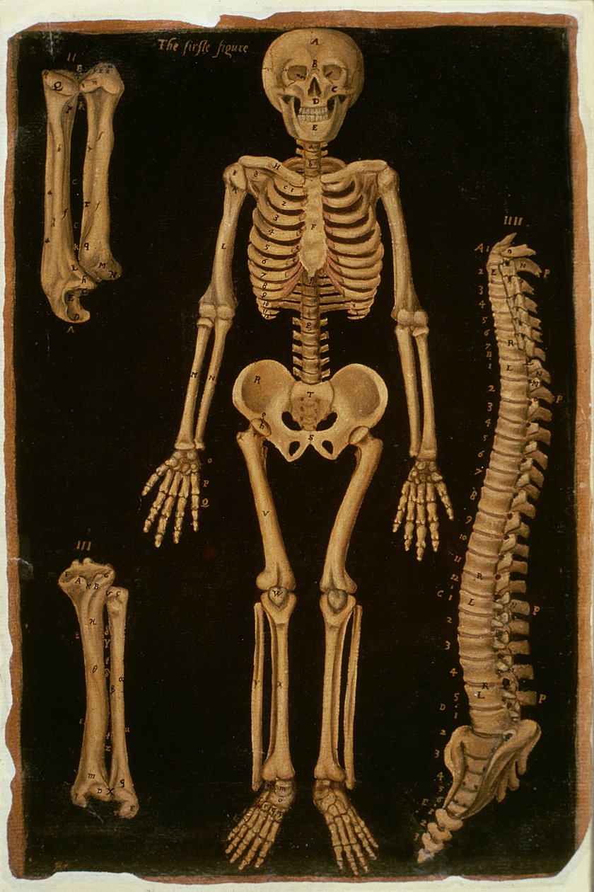 Ms Hunter 364 Tablo II Anatomik Tablolardan Diseksiyon, John Banister (1540-1610) (kahverengi kağıt üzerine yağlı boya) by English School