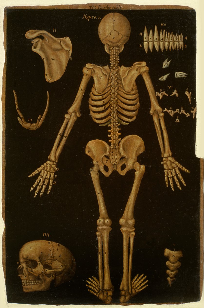 Ms Hunter 364 Tablo IV, Anatomik Tablolardan, John Banister (1540-1610) (kahverengi kağıt üzerine yağlı boya) by English School