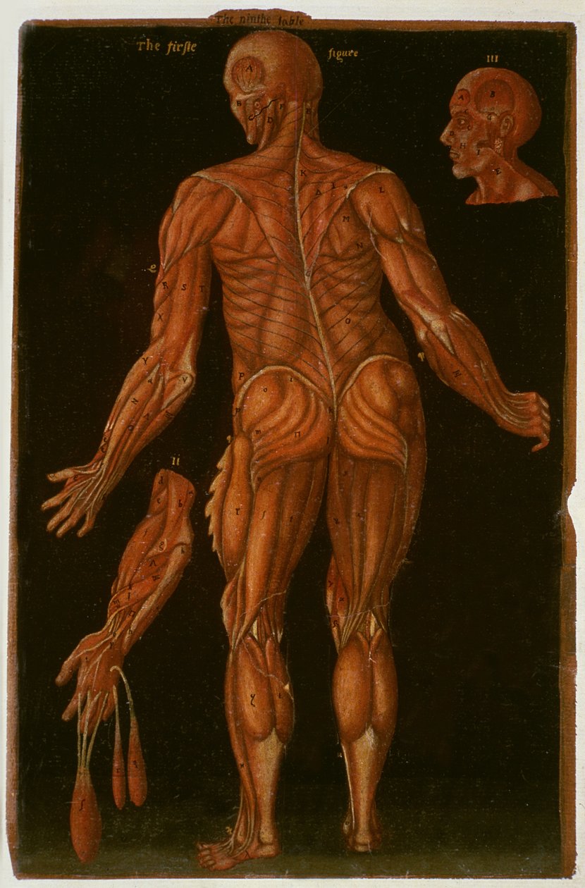 Ms Hunter 364 Tablo VIII Diseksiyon, c.1170, Anatomik Tablolardan, John Banister (1540-1610) (kahverengi kağıt üzerine yağ) by English School