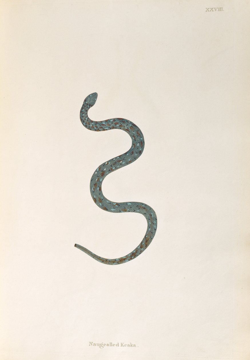 Naugealled Keaka Yılanı, Patrick Russell, Londra, 1796 tarafından Coromandel Sahili
