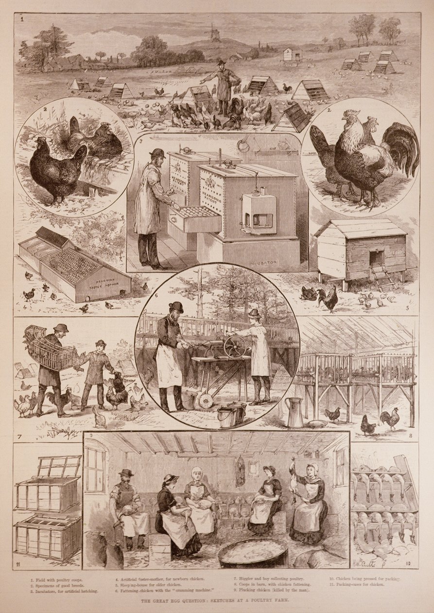 The Great Egg Question: The Illustrated London News, 2 Nisan 1887