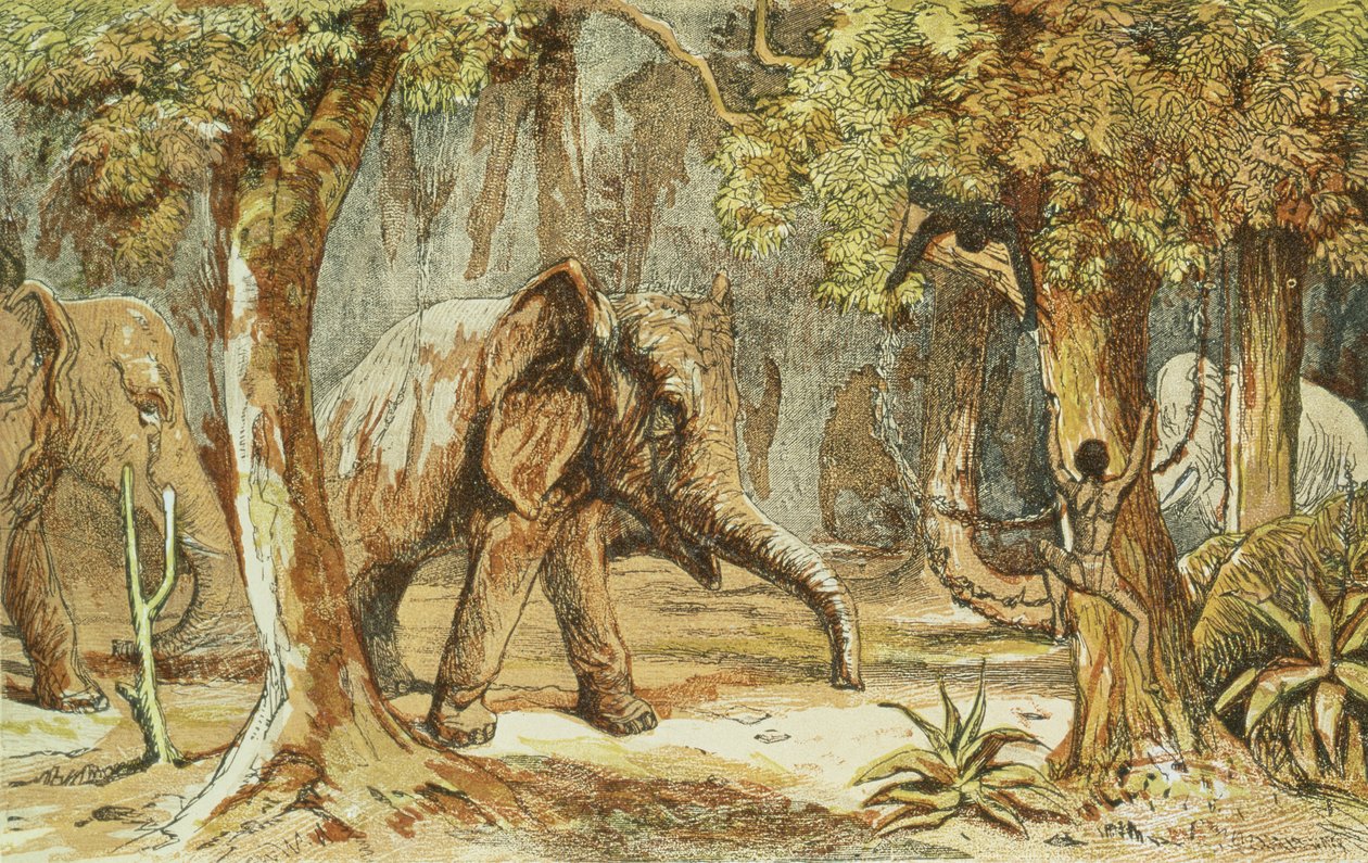 Fillerin Ağaçları, Güney Afrika Kafirleri Arasındaki Spor Sahnelerinden bir çizim, W. Drayson, 1855 by English School