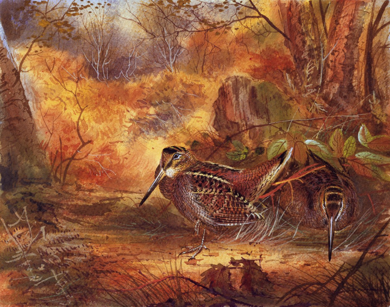 Woodcocks, c.1890 (kağıt üzerinde wc) by English School