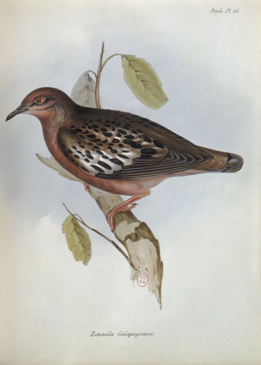 Zenaida Galapagoensis, The Zoology of the Voyage of H.M.S. Beagle, 1832-36, Charles Darwin (1809-92), 1840 by English School