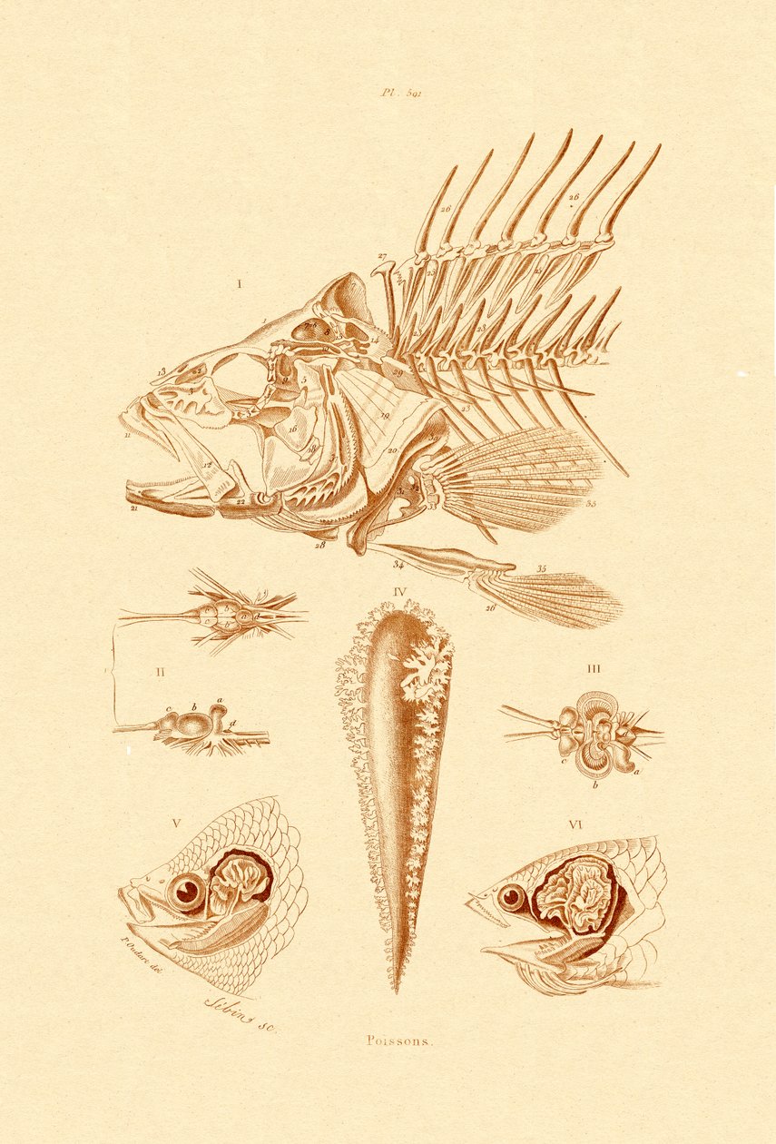 Balık, 1833-39 by French School
