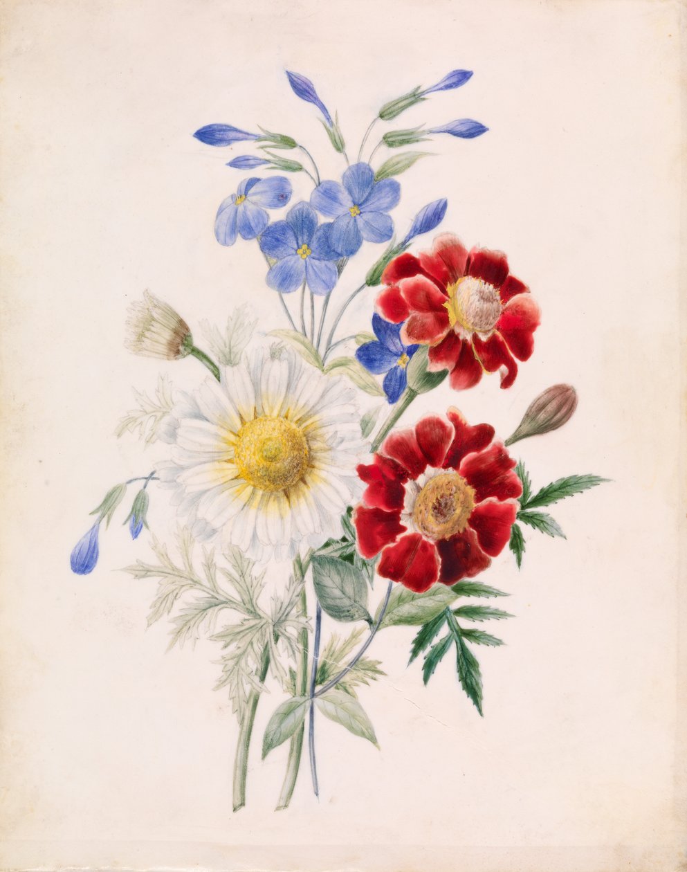 Çiçekler ve Beyaz Papatya, c.1840 (kağıt üzerinde wc) by French School