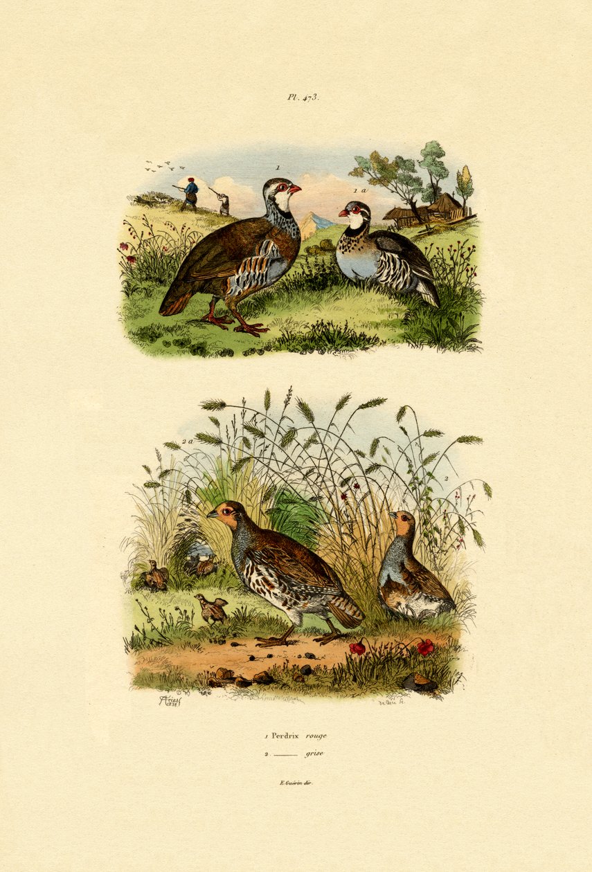 Gri Keklik, 1833-39 by French School