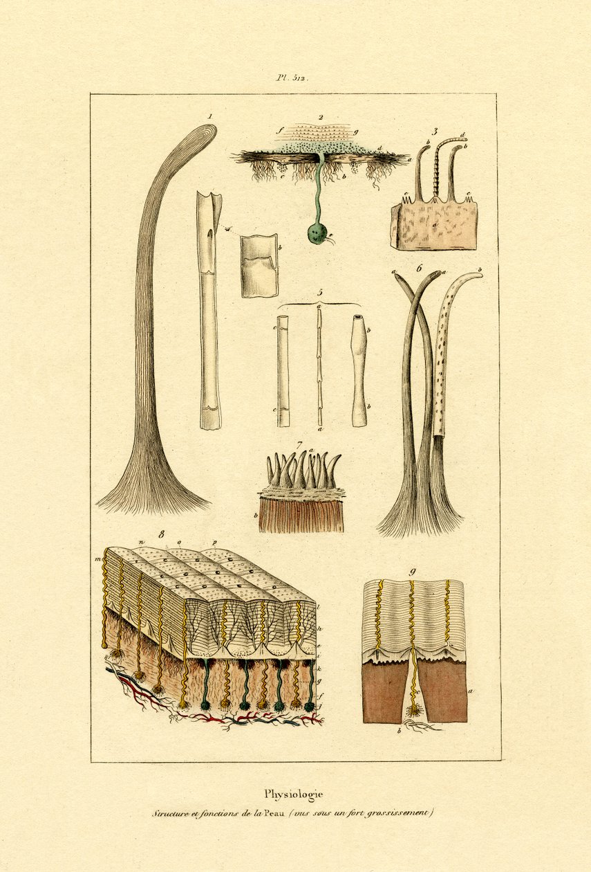 İnsan Derisi, 1833-39 by French School