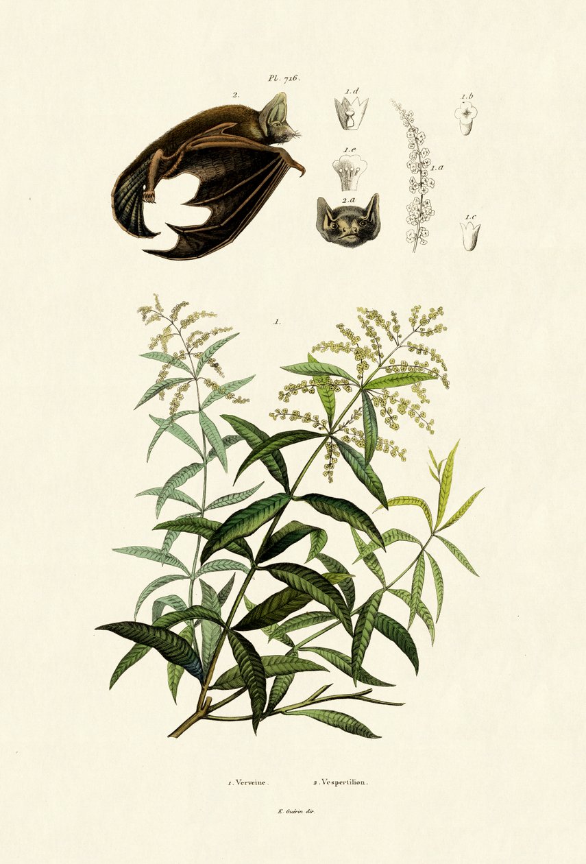 Limon otu, 1833-39 by French School