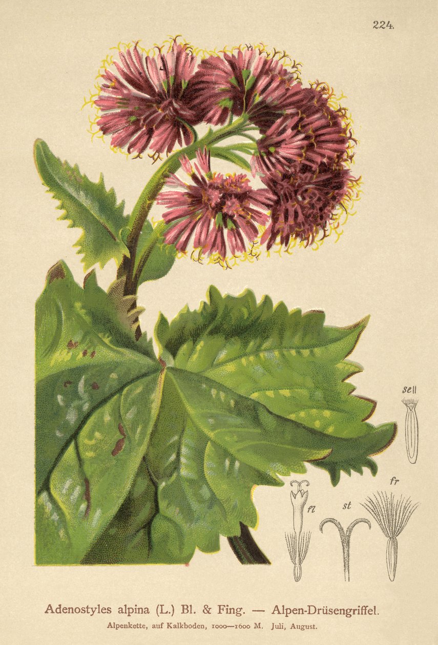 Adenostyle (Adenostyles alpina, Adenostyles glabra) by German School