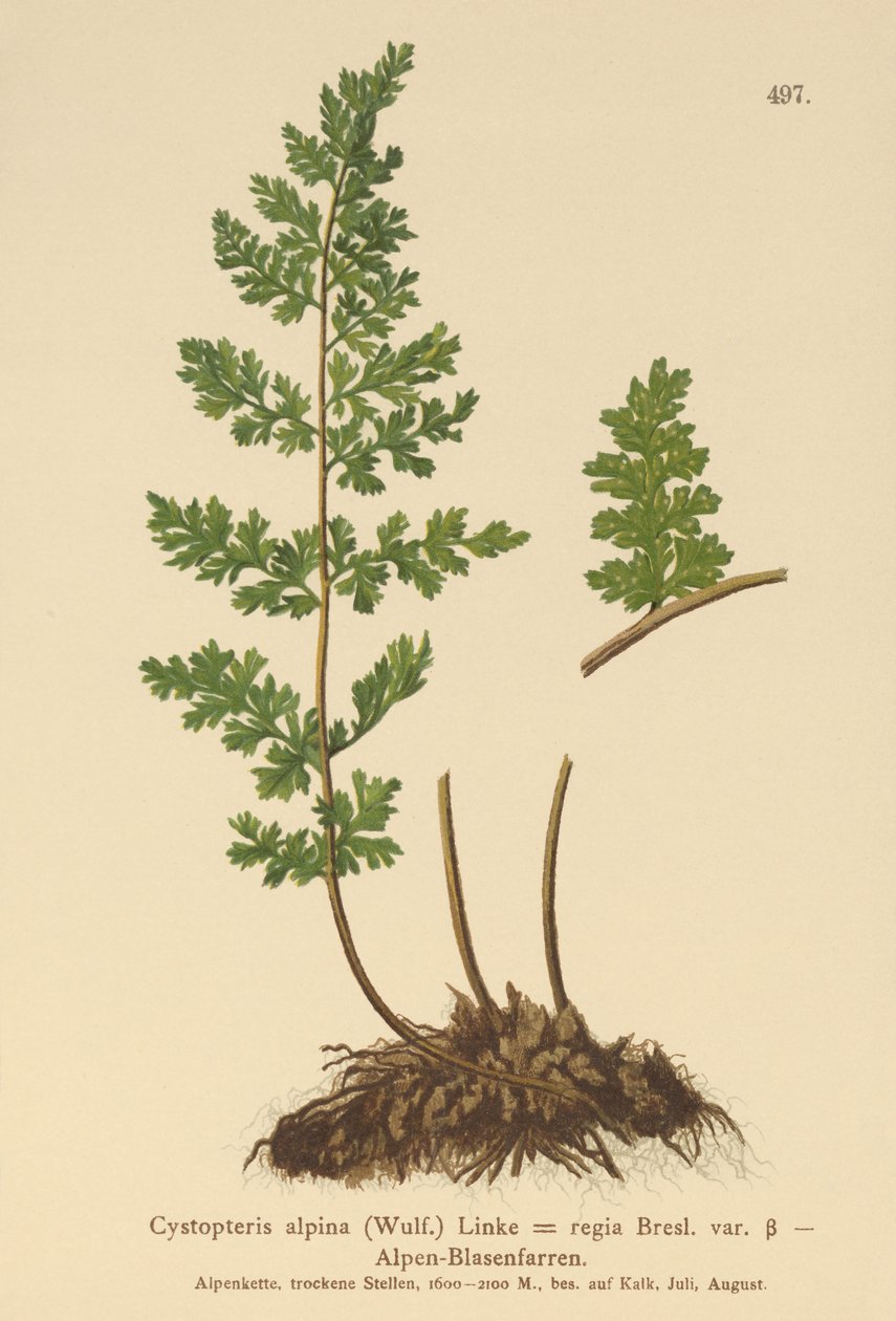 Alpin Mesane Eğreltiotu (Cystopteris alpina, Cystopteris regia) by German School