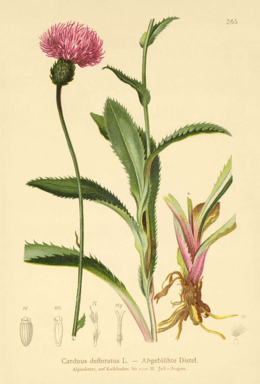 Alp Devedikeni (Carduus defloratus) by German School