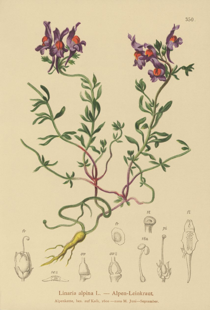 Alp Toadflax (Linaria alpina) by German School