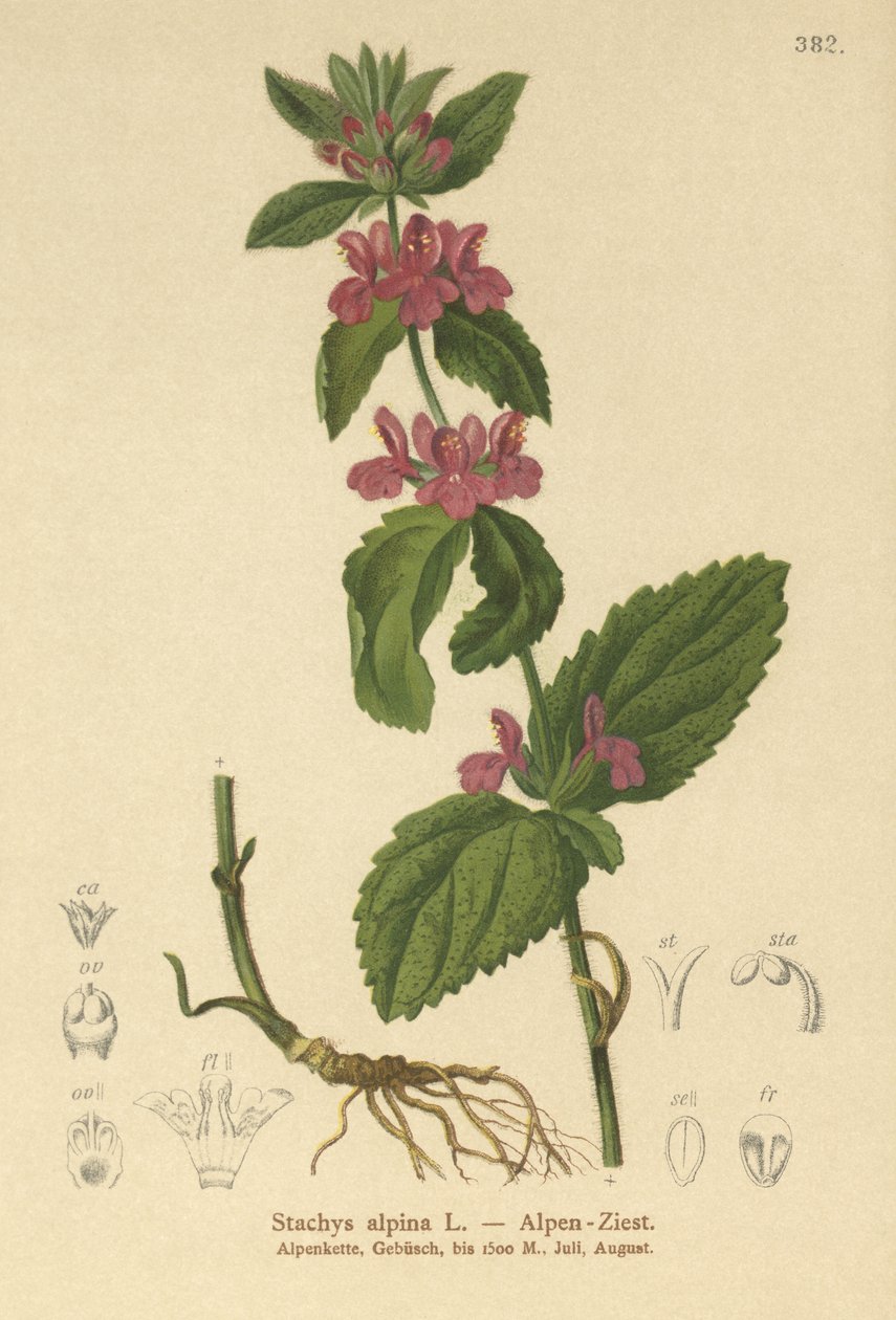 Alp Yarası (Stachys alpina) by German School