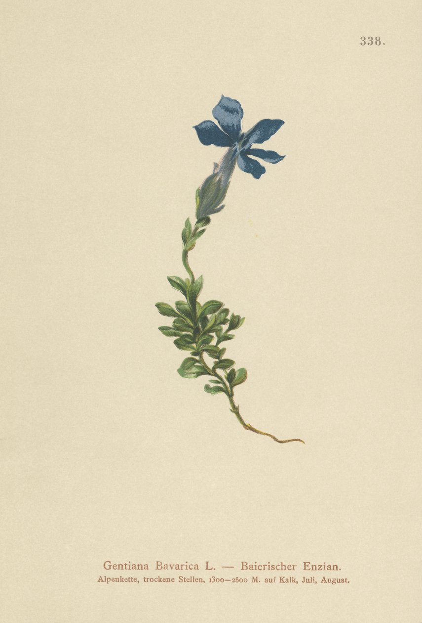 Bavyera Centiyana (Gentiana Bavarica) by German School